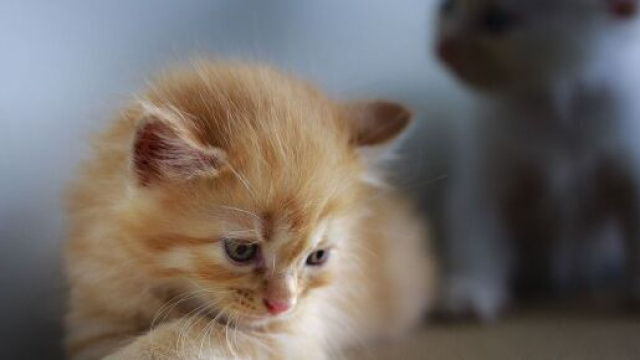 Chat il pourrait se sentir vexer par le mot "compagnie" - Photo Pixabay