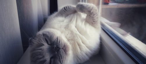 Votre chat rêve-t-il ? On vous donne quelques éléments de réponse - photo pixabay
