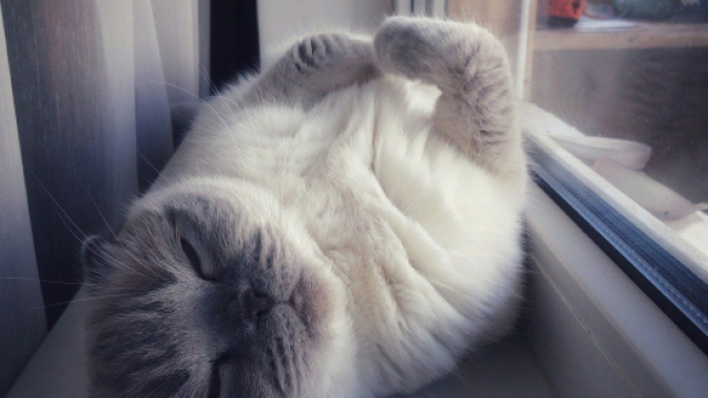 Votre chat rêve-t-il ? On vous donne quelques éléments de réponse - photo pixabay