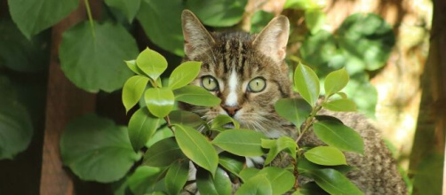 chat comment enlever les odeurs d'urine - Photo Pixabay