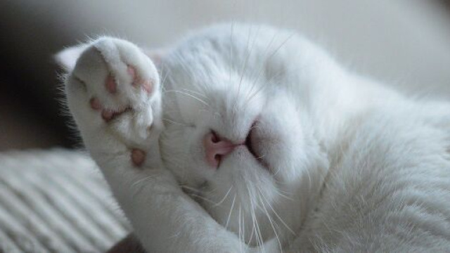 chat : ces questions que l'on se pose &agrave; son sujet - Photo Pixabay