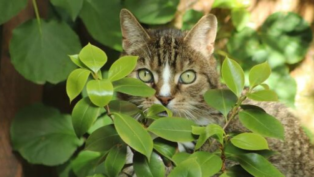 chat comment enlever les odeurs d'urine - Photo Pixabay