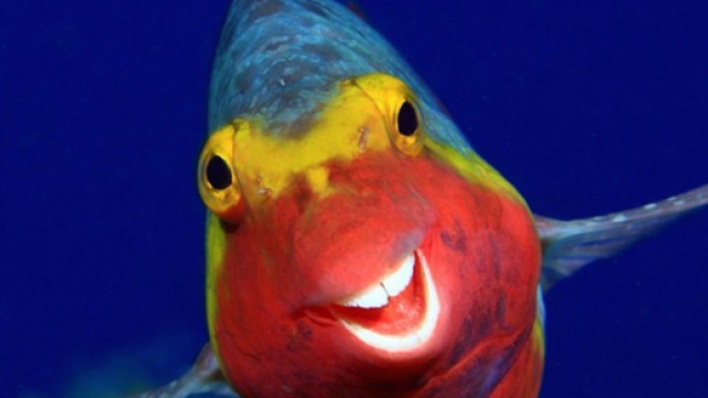 (Photo : Arturo Telle Thiemann / Comedy Wildlife Photography Awards 2020)