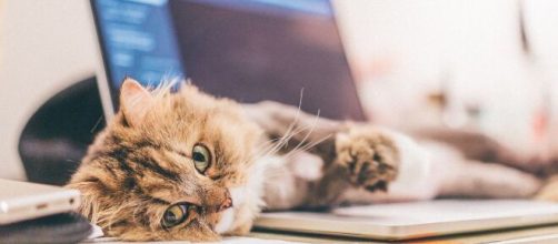 chat s'il gratte à côté de sa gamelle ce n'est pas par hasard - photo Pixabay