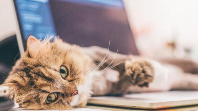 chat s'il gratte &agrave; c&ocirc;t&eacute; de sa gamelle ce n'est pas par hasard - photo Pixabay