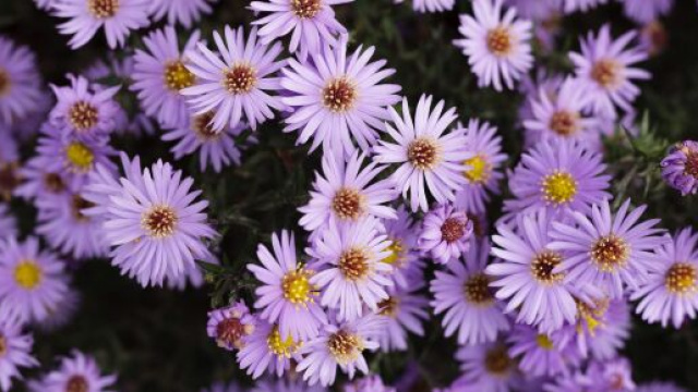 Oroscopo di domani, 16 settembre: decisioni per Cancro, problemi per Gemelli