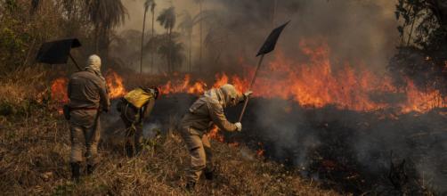 Fogo no Pantanal: voluntários lutam para salvar animais. (Arquivo Blasting News)