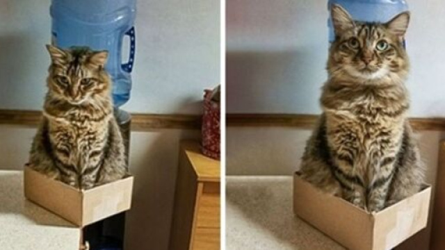 A quoi ressemble notre vie quand on accueille un chat à la maison - photo capture d'écran Facebook