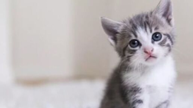 Un d&eacute;put&eacute; veut la st&eacute;rilisation des chats obligatoire - Photo Pixabay