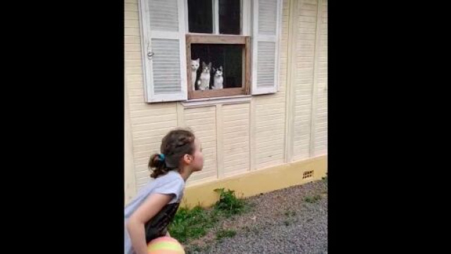 Les trois chats ne perdent pas une seconde de la partie, source : capture Facebook @meuviociomartes