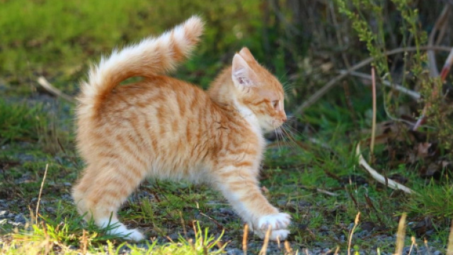 L'homme pourrait transmettre le Covid-19 au chat - Photo Pixabay