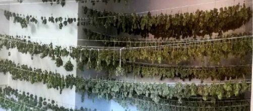 Brindisi, piantagione con 5.000 piante di cannabis scoperta a Francavilla Fontana: due arresti.