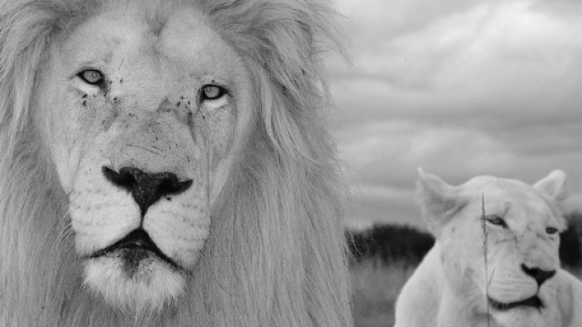 Oroscopo e classifica settimanale dal 7 al 13 settembre: lavoro top per Leone e Gemelli.