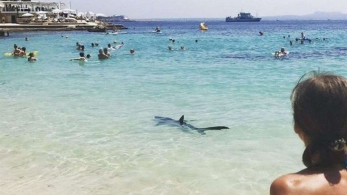 Requins aperçus près des plages : faut-il s'inquiéter de voir des squales  s'approcher de nos côtes ? - Le Parisien
