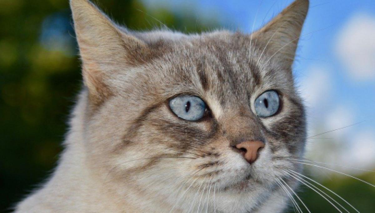 La Pancreatite Animale Votre Chat Peut Avoir Des Problemes De Pancreas
