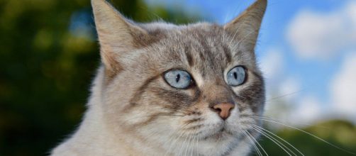 Qu'est-ce que la pancréatine chez le chat ? - Photo Pixabay