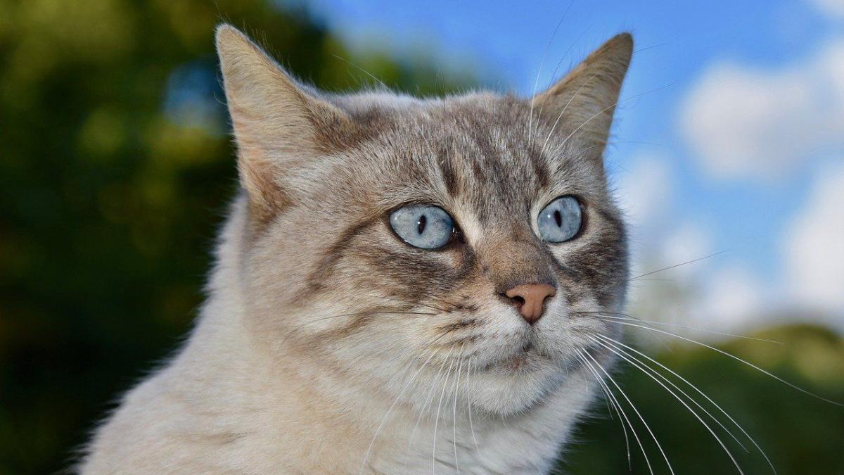 La Pancreatite Animale Votre Chat Peut Avoir Des Problemes De Pancreas