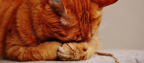 L'insuffisance rénale chez le chat - une maladie qui peut créer de graves problèmes - photo pixabay