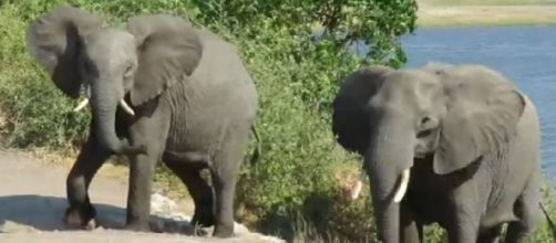 A family of elephants climbs the riverbank, Chobe National Park, Botswana. [Image source/NomadicJoe YouTube video]