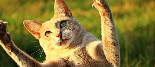 Pourquoi votre chat montre ses griffes - Photo Pixabay