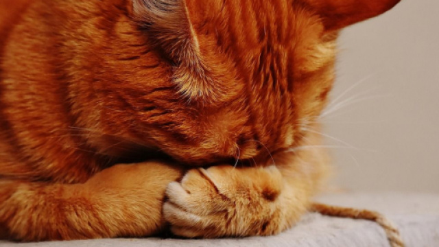 L'insuffisance rénale chez le chat - une maladie qui peut créer de graves problèmes - photo pixabay