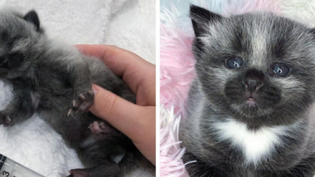 Un chat abandonné en plein Soleil a été sauvé de justesse - Photo montage Instagram