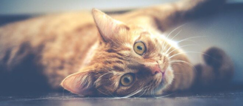 Chat s'il est distant ce n'est pas uniquement parce qu'il vous ignore forcemment - photo Pixabay valide