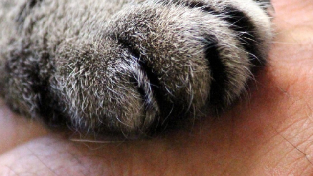 Votre chat a des sentiments et peut se montrer trés possessif - Photo Pixabay