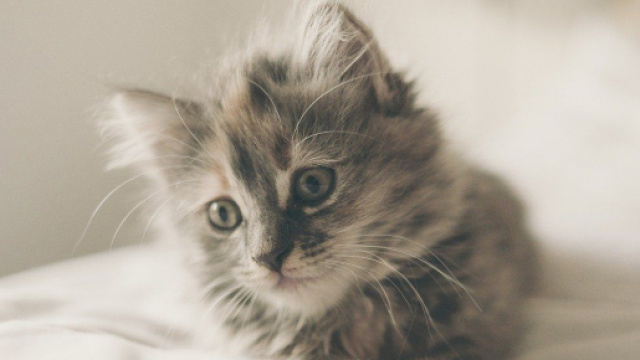 Chat il ne s'attacherait qu'à une seule personne - Photo Pixabay
