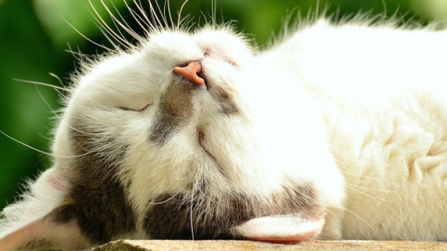 Comment montrer à votre chat que vous l'aimez ? - Photo Pixabay