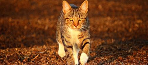 Chat En Automne Il N Y A Pas Que Les Temperatures Qui Baissent Qui Le Mettent En Danger