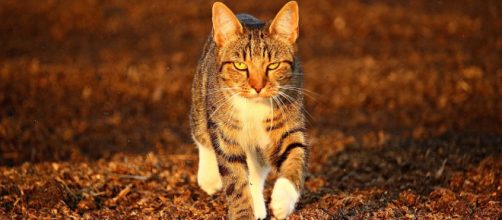 Quels sont les dangers qui guettent votre chat l'automne - photo pixabay