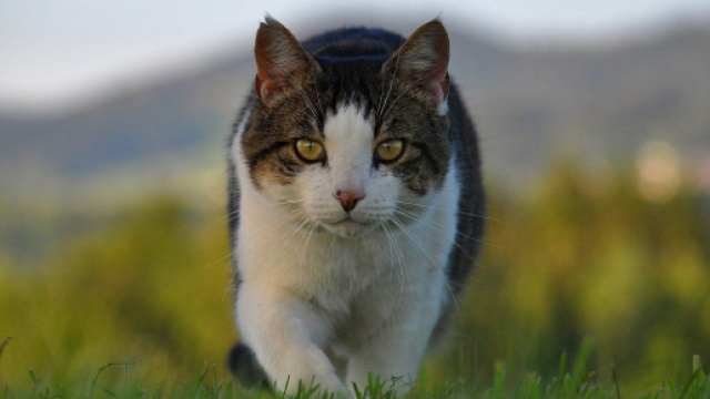 chat : ses quarts de folie montrerait qu'il souffre d'hyper activit&eacute; - photo pixabay