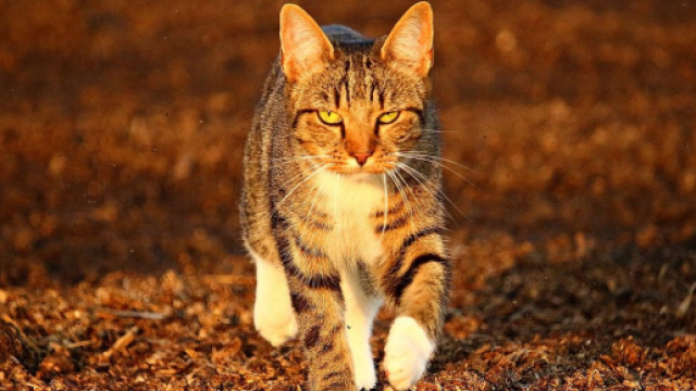 Quels sont les dangers qui guettent votre chat l'automne - photo pixabay