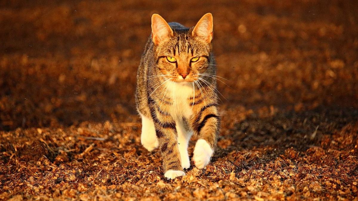 Chat En Automne Il N Y A Pas Que Les Temperatures Qui Baissent Qui Le Mettent En Danger