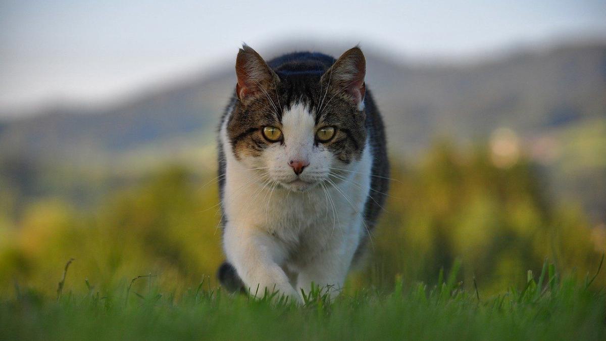 Chat Son Quart D Heure De Folie Pourrait Montrer Qu Il Souffre D Hyperactivite