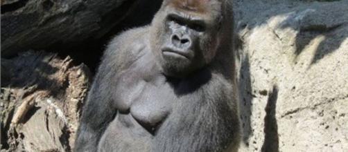 Malabo, el gorila del zoológico de Madrid que dejó en grave estado a su cuidadora.