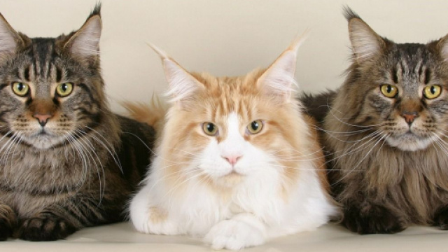 Chat : L’aspect de son poil en dit long sur sa santé - Photo Pixabay