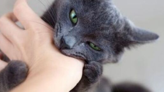 chat s'il vous mordille ce n'est pas un hasard - Photo capture d'écran Facebook