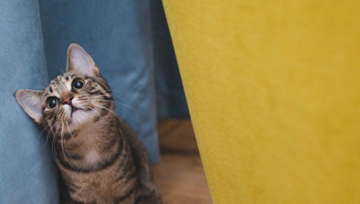 Chat S Il Ne Fait Pas Ses Besoins Dans Sa Litiere Ce N Est Pas Uniquement Du Au Stress