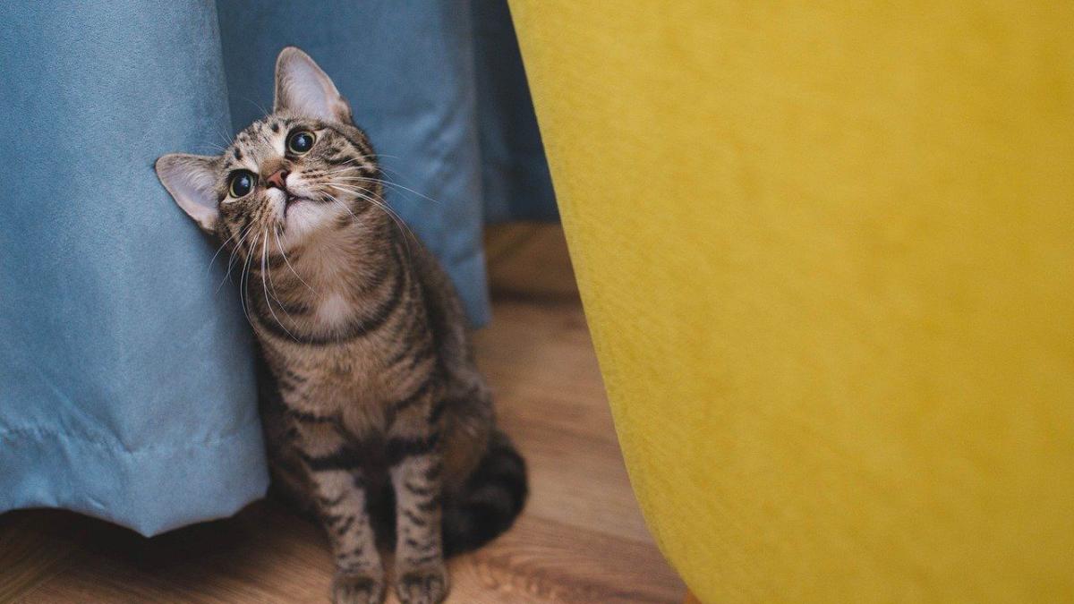 Chat S Il Ne Fait Pas Ses Besoins Dans Sa Litiere Ce N Est Pas Uniquement Du Au Stress