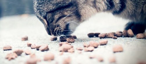 chat il faudrait le nourrir qu'une seule fois par jour - Photo Pixabay