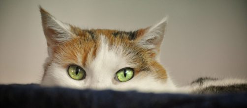 Pourquoi mon chat est attiré par les inconnus ? - Photo Pixabay