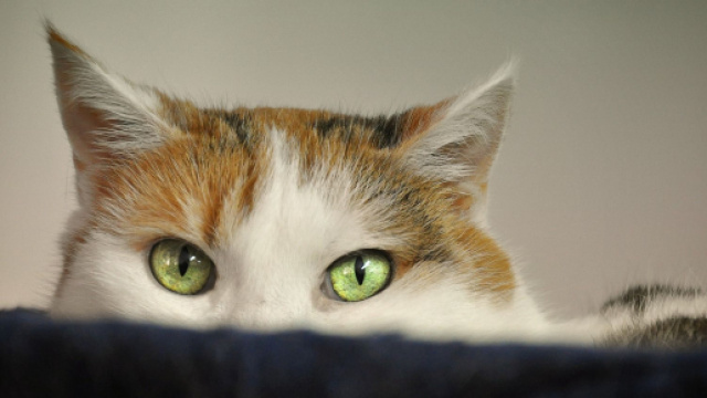 Pourquoi mon chat est attiré par les inconnus ? - Photo Pixabay