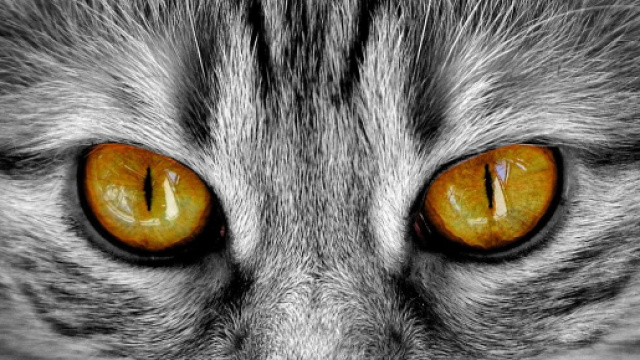 Chat : 5 choses que vous ignorez à leur sujet - Photo Pixabay
