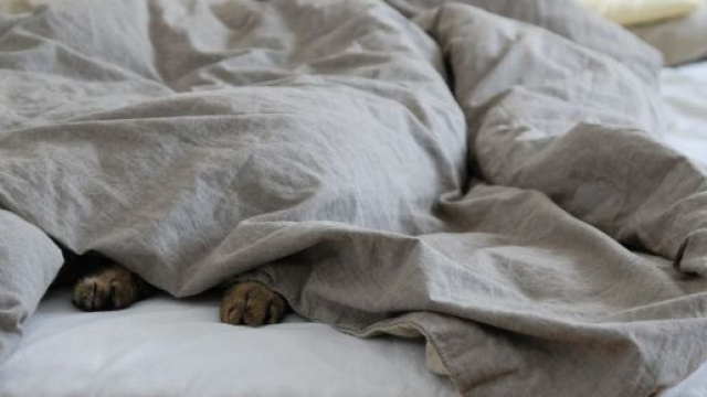 Pourquoi votre chat pétrit ? - Photo pixabay