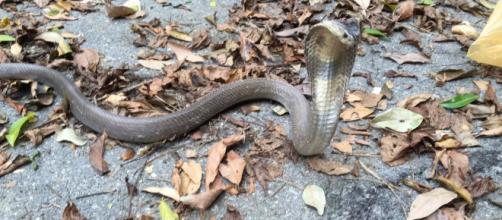 Menino de um ano é socorrido após tentar engolir cobra venenosa. (Arquivo Blasting News/ krait hatchling)