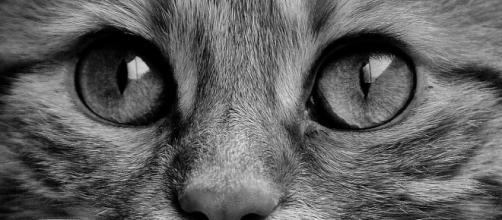 Chat Ce N Est Pas Parce Que C Est Un Animal Qu Il Ne Peut Pas Etre En Deuil