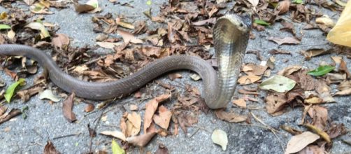 Menino de um ano é socorrido após tentar engolir cobra venenosa. (Arquivo Blasting News/ krait hatchling)