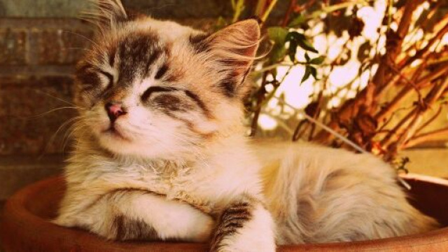 Pourquoi mon chat roucoule ? - Photo Pixabay